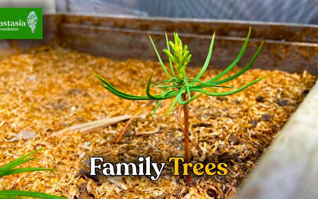 Have you planted your family trees?